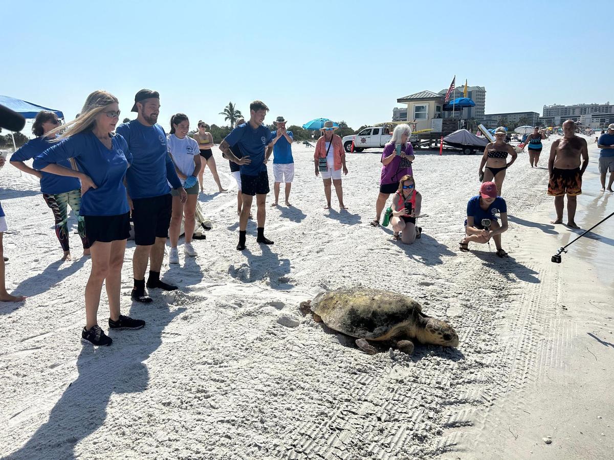 Two loggerhead sea turtles, Lilly and Farmer, were released at the shores of Lido Beach on Tuesday, May 16 after being treated for red tide toxicity at Mote’s Sea Turtle Rehabilitation Hospital.