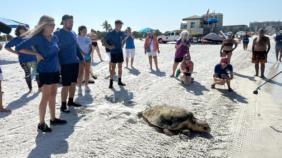 Two loggerhead sea turtles, Lilly and Farmer, were released at the shores of Lido Beach on Tuesday, May 16 after being treated for red tide toxicity at Mote’s Sea Turtle Rehabilitation Hospital.