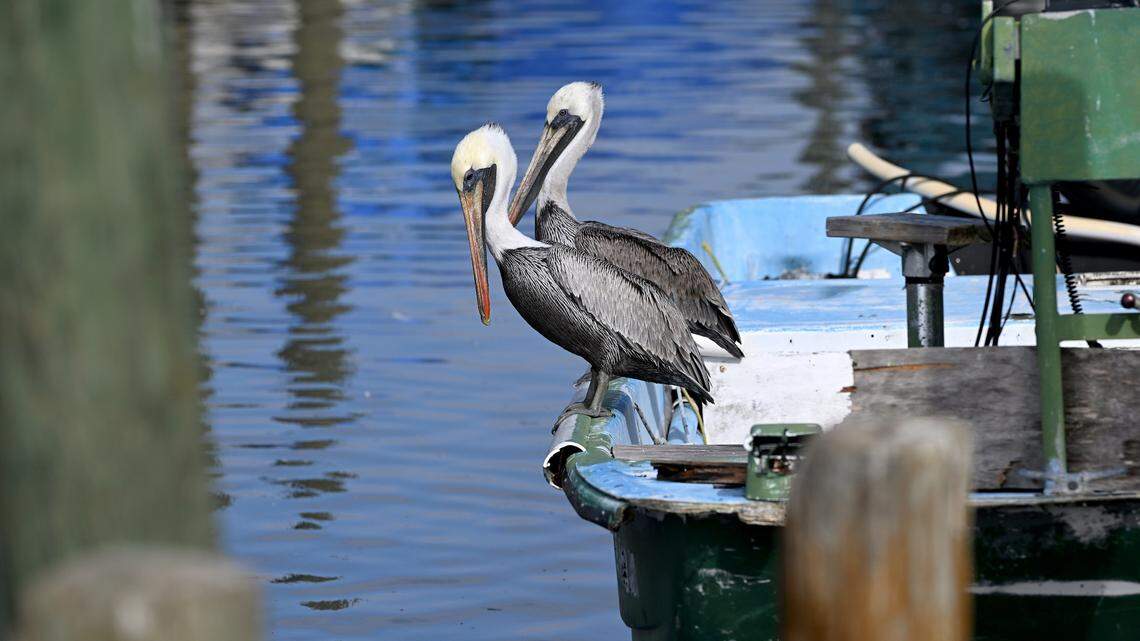 Pelicans gathered at the docks of Cortez on the morning of Dec. 31, 2024.