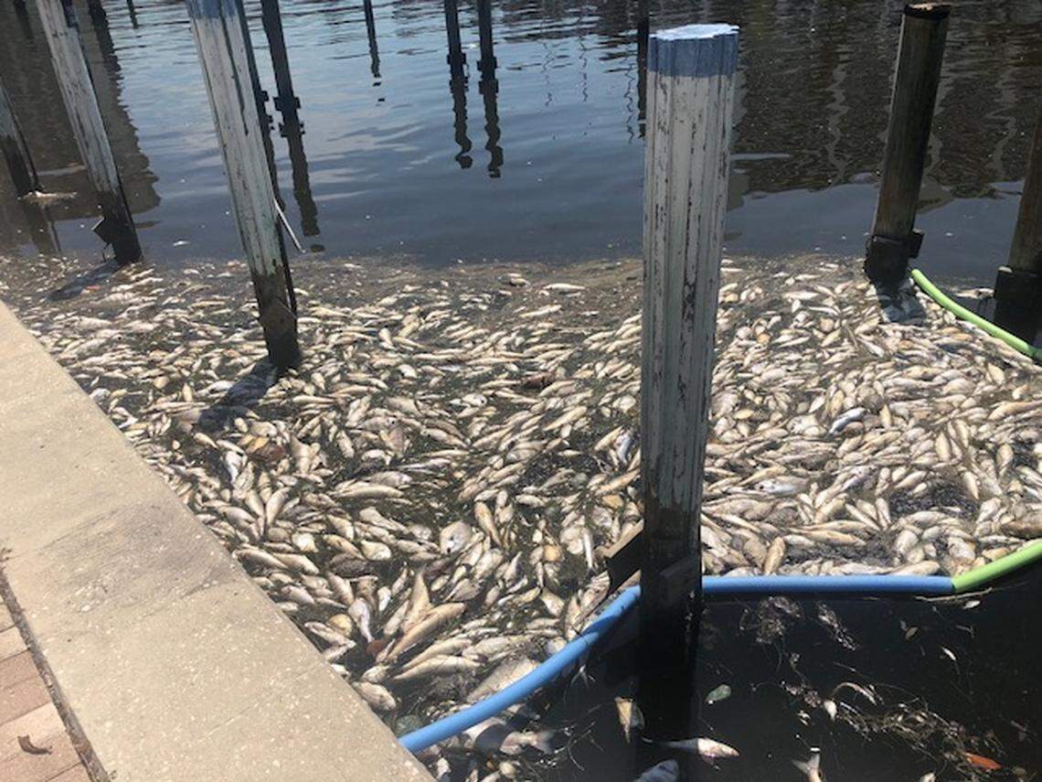 Smelly red tide is causing heaps of dead fish to float into downtown Sarasota marinas near hotels and restaurants.