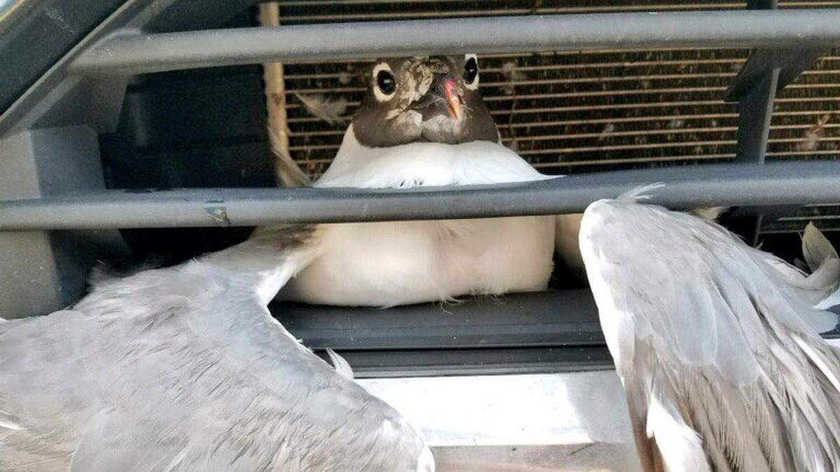 A seagull got itself stuck in the grille of a Bradenton police detective’s cruiser Tuesday morning. The bird was rescued and is expected to make a full recovery.
