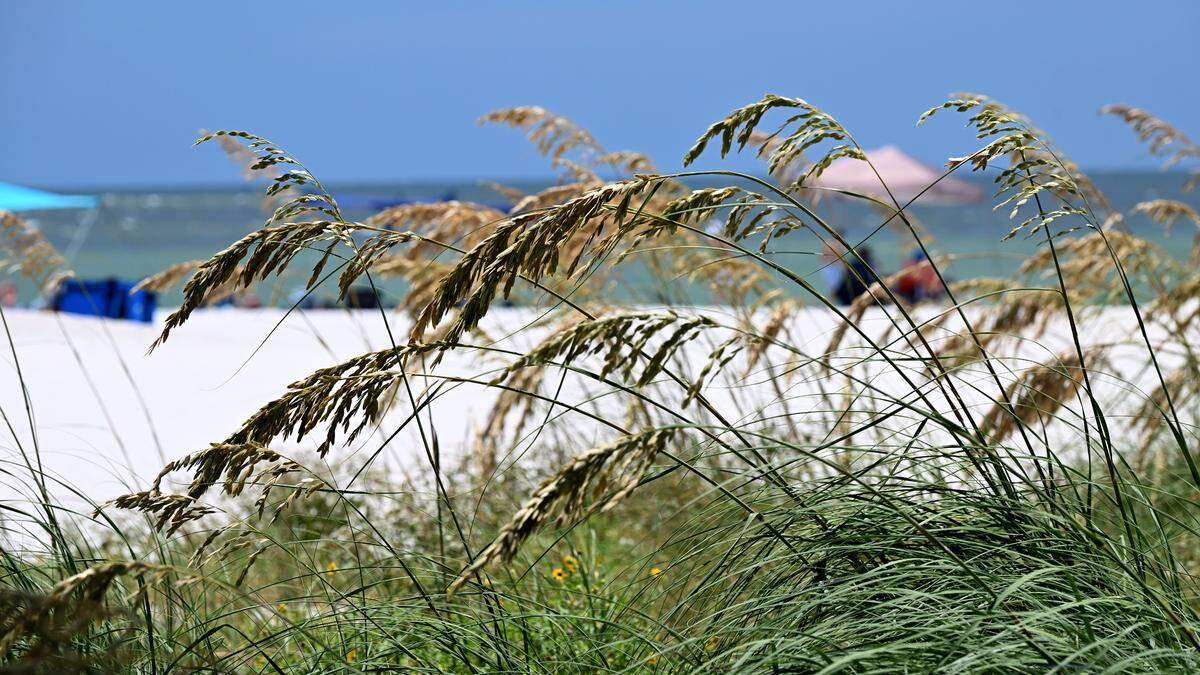 Keep Manatee Beautiful volunteers are gathering on Saturday, July 26 at Coquina Beach on Anna Maria Island to plant 12,000 sea oats which will help mitigate future storm surges and protect the beach. Photo taken July 21, 2025.