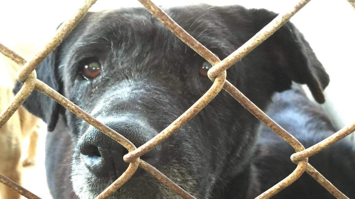 Of 72 dogs rescued from a Georgia property last week, Nate's Honor Animal Rescue took in 38 abused dogs. Provided photo