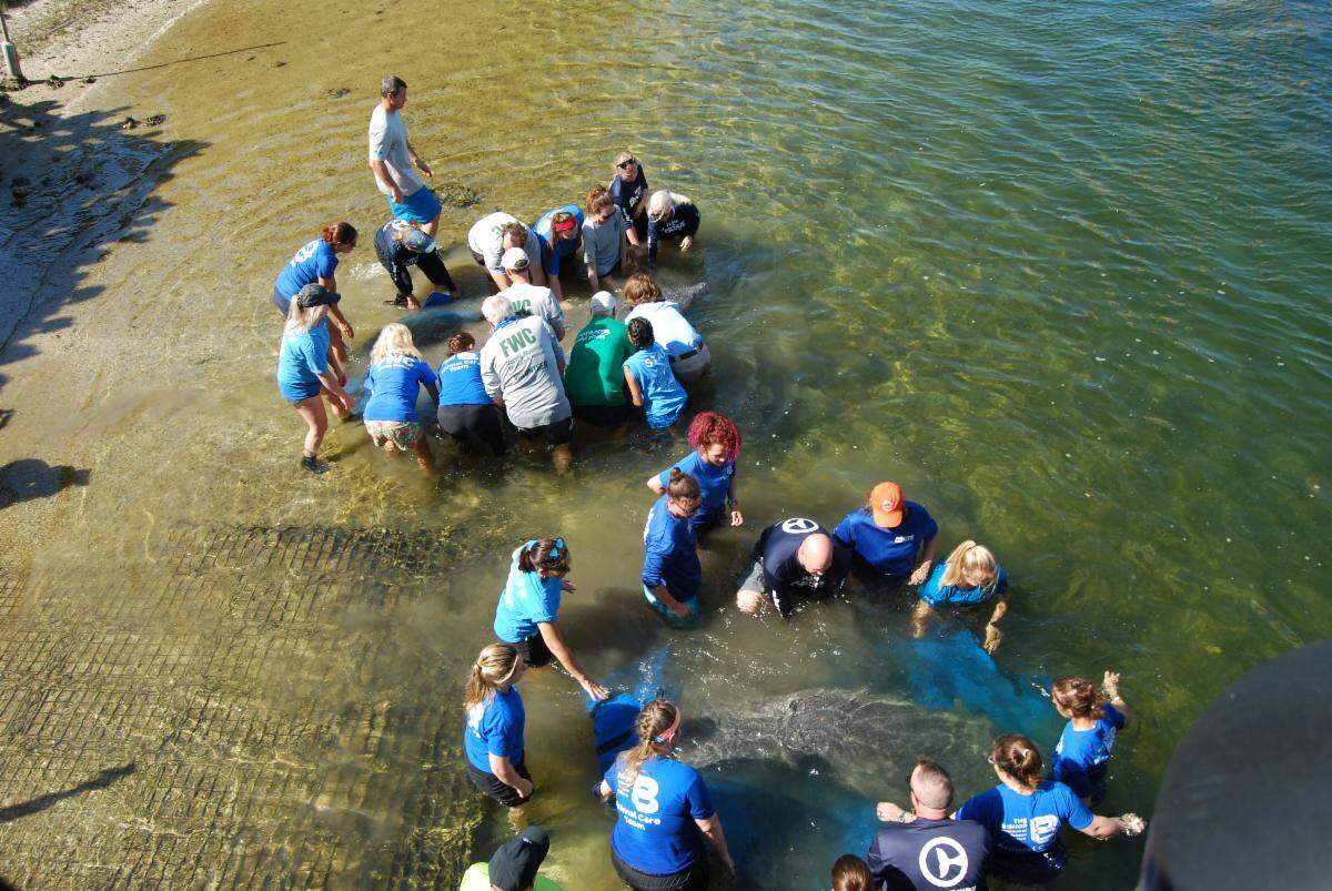 The Bishop Museum of Science and Nature released three manatees that they were rehabilitating and treating for cold stress at the Tampa Electric Manatee Viewing Center in Apollo Beach on Feb. 17, 2023.