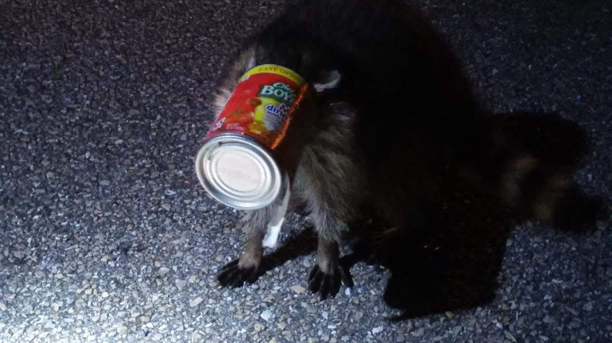 Deputy Patrick Hagan helps a raccoon get a tin food can off its head early Monday. Provided photo