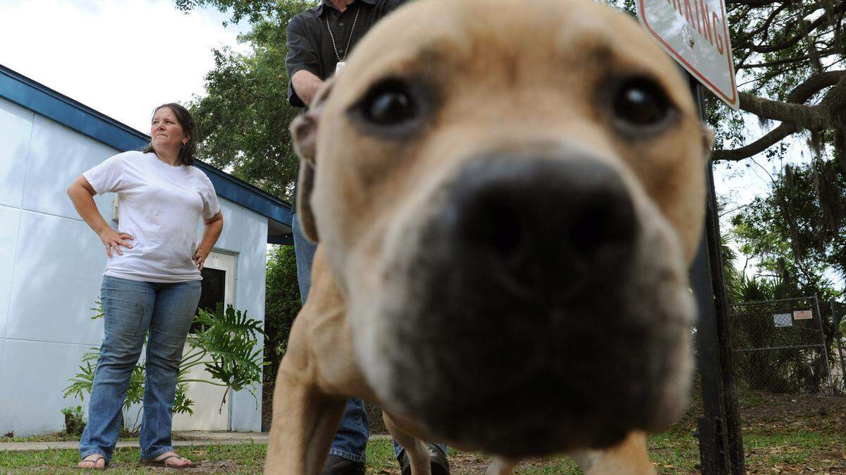 Ready to give that new fur baby its forever home? Beginning Valentines Day will be your chance to do just that while saving some money as well.