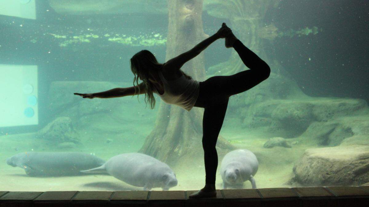 The Bishop Museum of Science and Nature in Bradenton will hold its Gentle Yoga session with Manatees this Saturday.