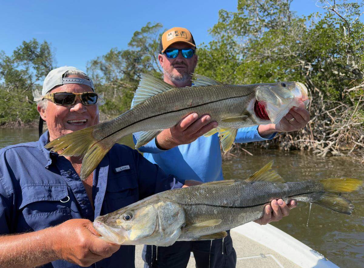 Anglers pose with snook they caught fishing around Tampa Bay with charter captain Chase Krutzky.