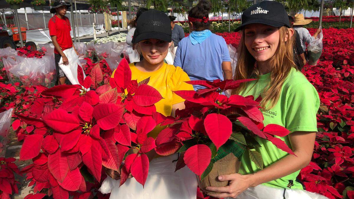 Wendy Lopez, left, and Gillian Hennessey hold potted poinsettias at Orban’s Nursery, which will have its 30th annual open house 9 a.m. - 3 p.m. Saturday at 9601 9th Ave. NW, Bradenton.