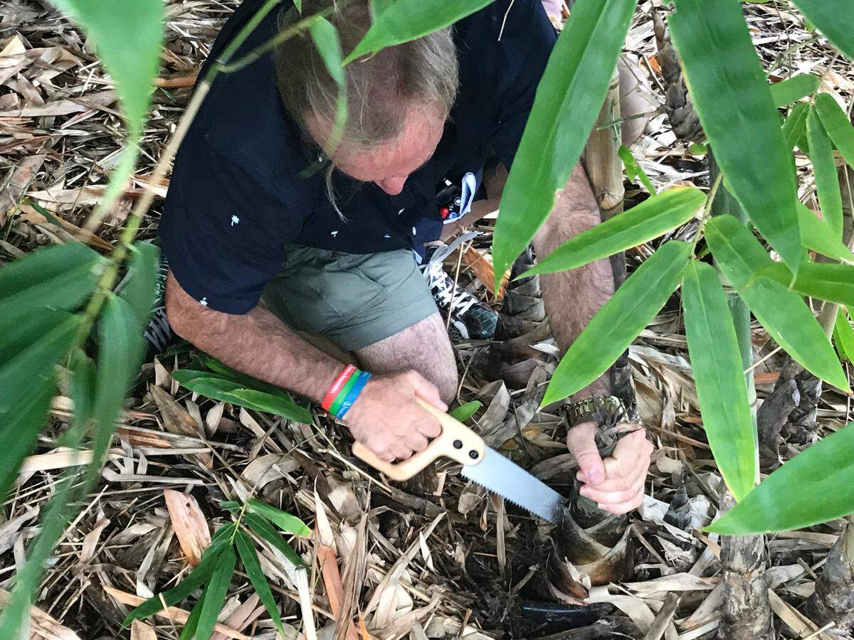 Roberto Seminara harvests a bamboo shoot at Mixon Fruit Farms, 2525 27th St. E., Bradenton. Ultimately, Seminara had to trade his hand saw for a power saw to cut through the hard exterior.