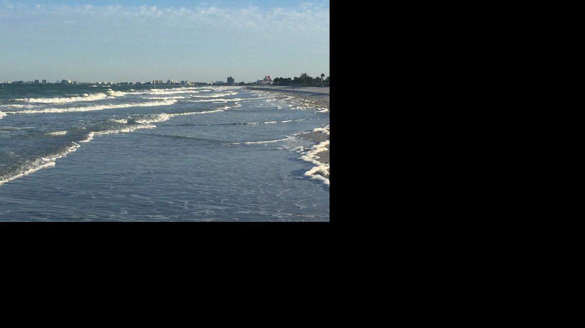 High concentrations of red tide algae have been detected in samples taken from beaches in Pinellas County.