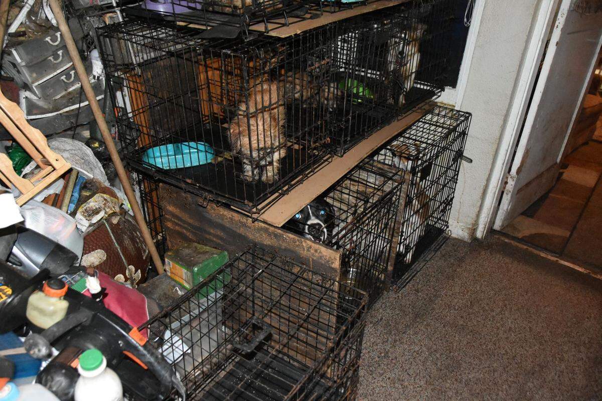 Bradenton police officers found 14 dogs stacked in cages while responding to a home on Saturday, May 7, 2022.