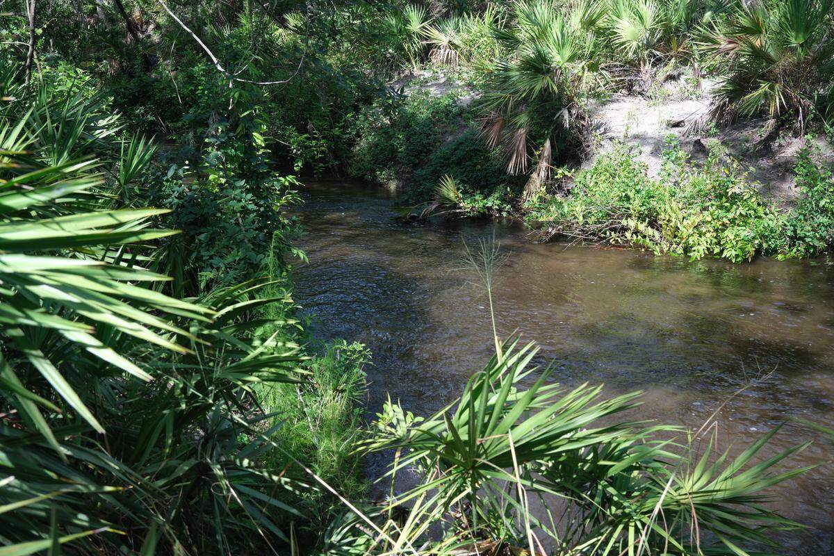 Rye Branch, a roughly 4 mile stream, flows through part of a forested area bordering Rye Preserve that Manatee County leaders voted to buy for conservation at a recent commission meeting. Rye Branch is pictured on June 18, 2025. 