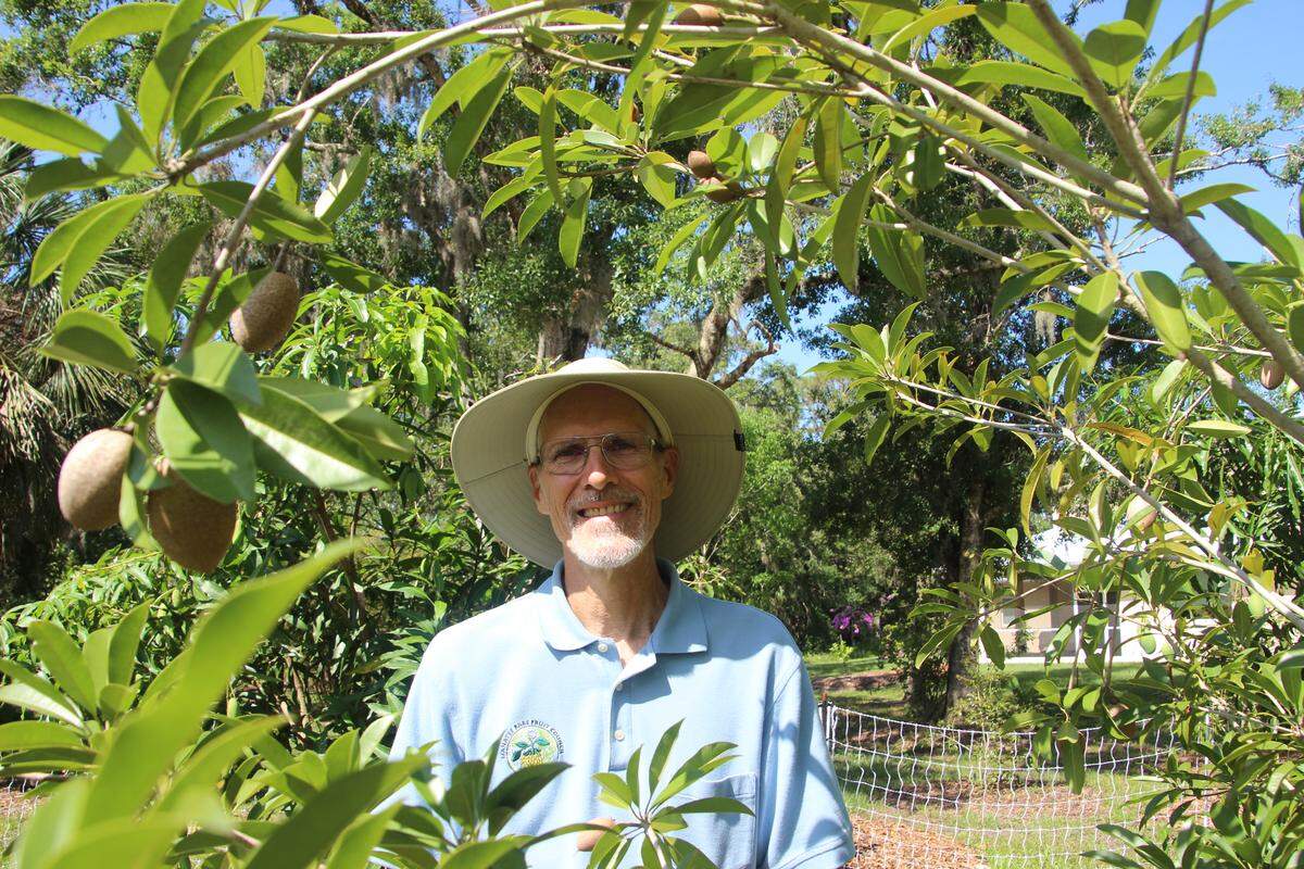 Darryl McCullough is framed by a sapodilla tree, which thrives in the Bradenton-Sarasota area and produces sweet fruit that reminds some of brown sugar.