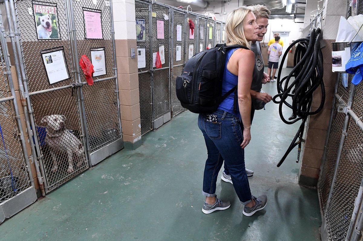 There’s a “critical need” for both volunteers and adoptions at Manatee County’s severely overcrowded animal shelter. Sara Wood and Kassandra Pagel look through the shelter for dogs to photograph.