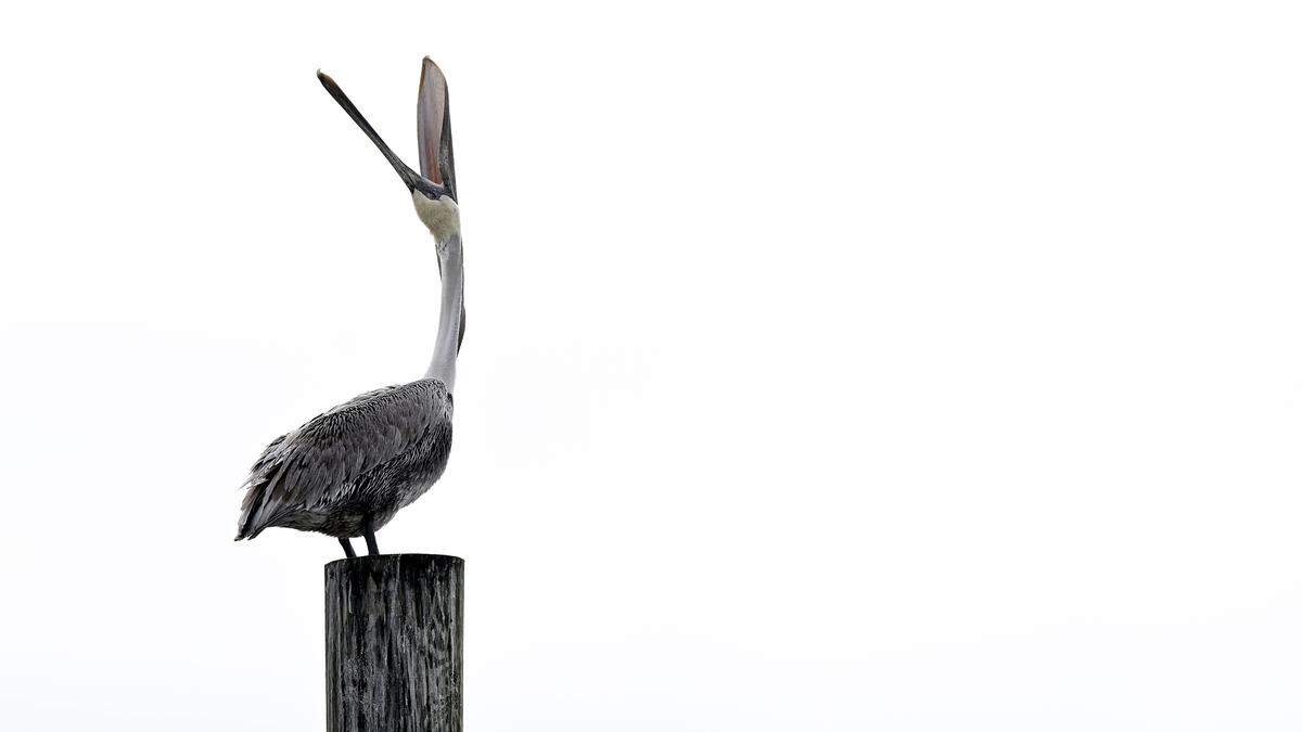One pelican lifts his beak to the sky as pelicans gathered at the docks of Cortez on the mornings of Dec. 31st.