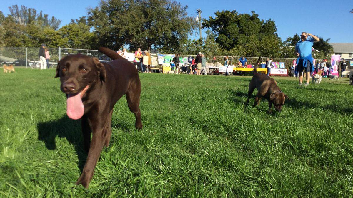 It was hard to tell who had the better time — the dogs or the humans — at the opening of the new Holmes Beach Community Dog Park on Saturday.