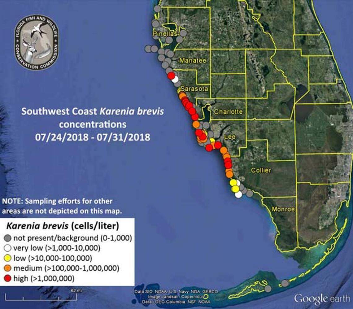 A red tide status map realeased Aug .1 showed high concentrations of Krenia brevis, which causes Florida’s red tide, as far north as Saraosta County.
