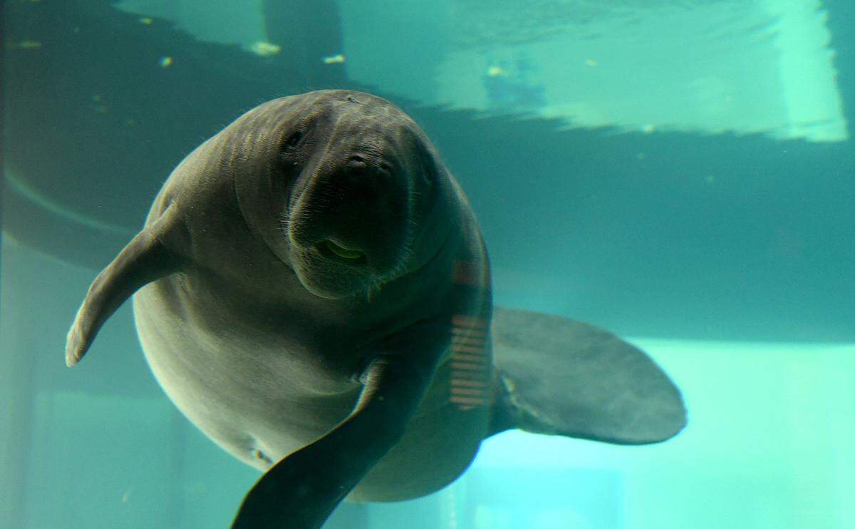 Tannebaum, a young adult male who was rescued in January from a Fort Myers river, is one of the resident manatees at South Florida Museum. The aquarium is incorporated into tours in the new Pathways app.