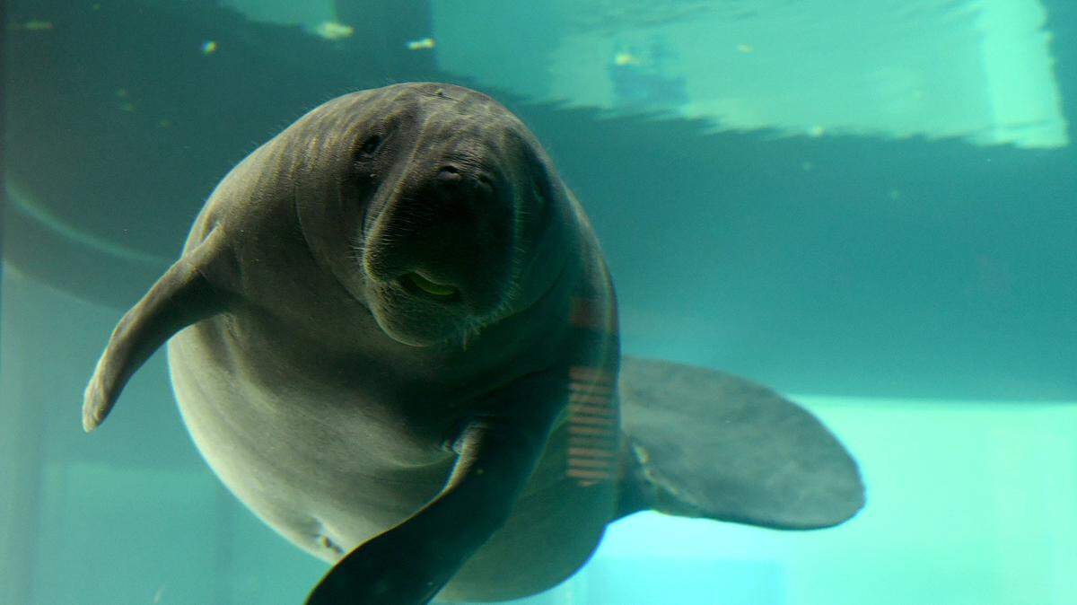 Tannebaum, a young adult male who was rescued in January from a Fort Myers river, is one of the resident manatees at South Florida Museum. The aquarium is incorporated into tours in the new Pathways app.