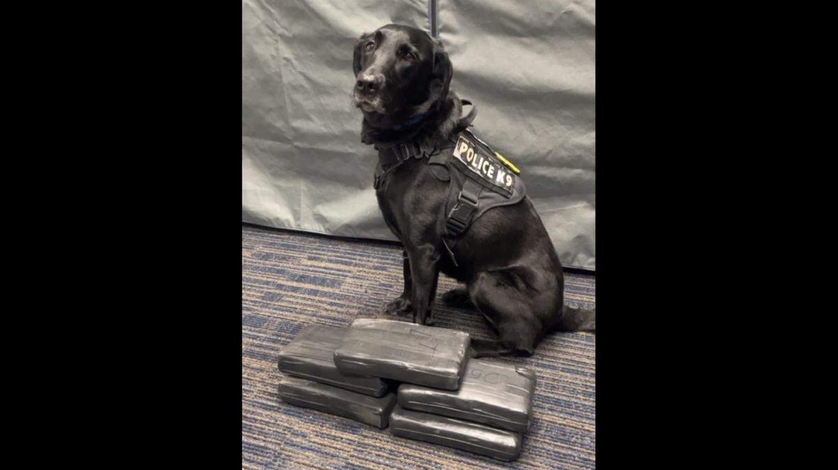 The Bradenton Police Department said K9 Blue’s help led to the arrest of Julio Cesar Deleon, 38, for possession with the intent to distribute fentanyl-laced cocaine during a January traffic stop.