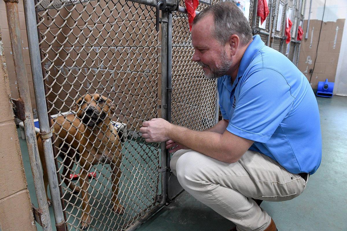 There’s a “critical need” for both volunteers and adoptions at Manatee County’s severely overcrowded animal shelter. A dog named Archie Bunker looks through the fence from his bed. Hans Wohlgefahrt of Animal Services greets a friendly dog.