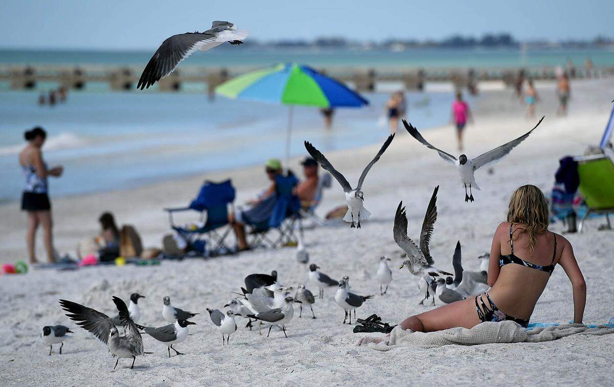 03/09/21--Seagulls get a bit aggressive with a beachgoer at Cortez Beach on Anna Maria Island March 9, 2021.