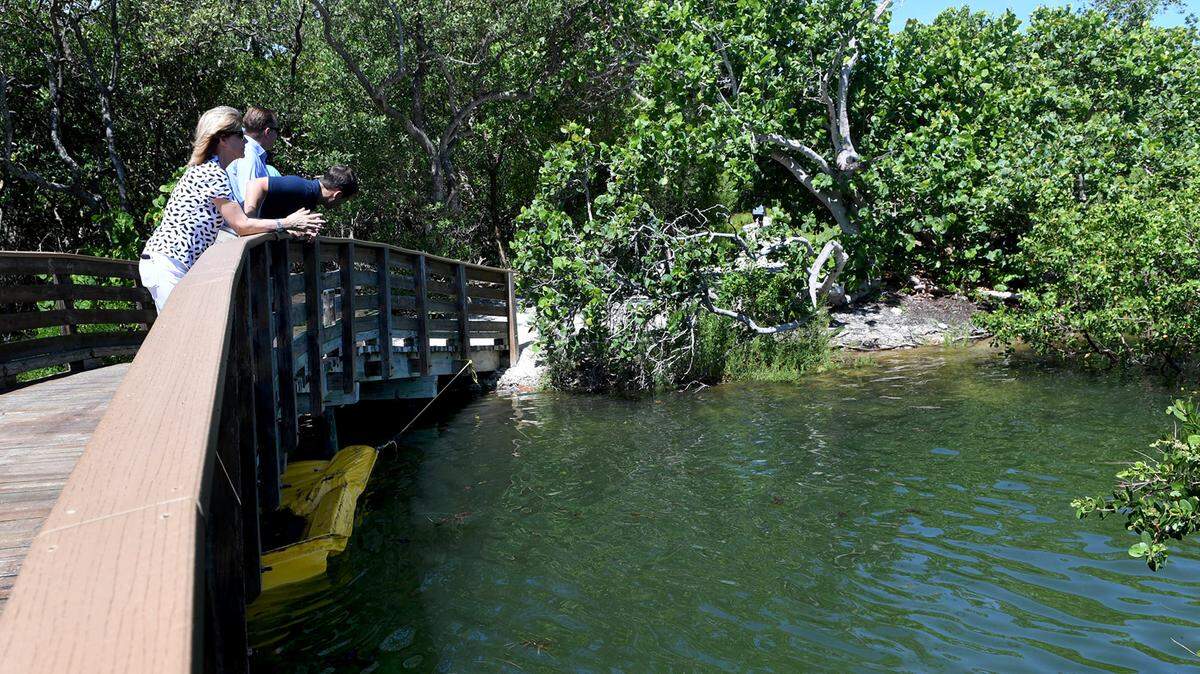 Rep. Vern Buchanan, Rep. Will Robinson and Manatee County Commissioner Carol Whitmore took a tour guided by Charlie Hunsicker of the Robinson Preserve which was inundated with blue green algae in the waterways last week. This week the waters were significantly clearer, with the aid of a boom in the water to prevent algae and grasses from entering the waterways.