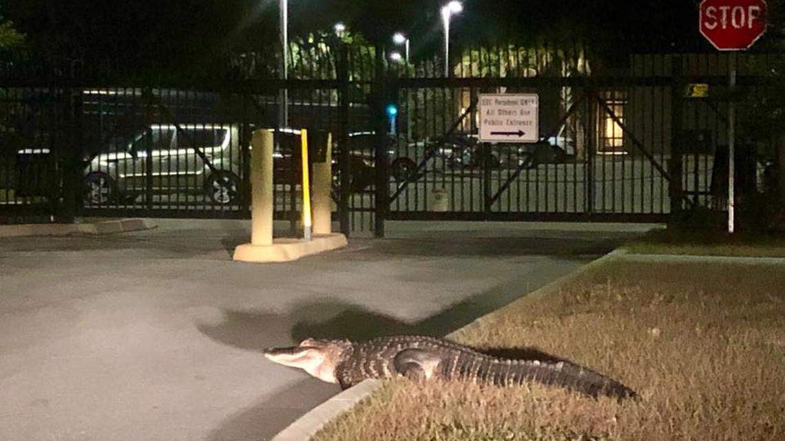 An 8-foot alligator found its way to the Sarasota County 911 center around midnight April 4, 2018.