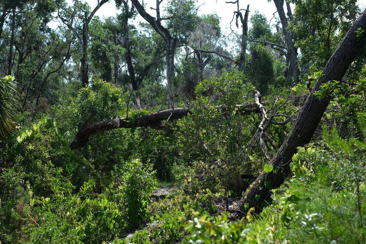 Manatee County is using voter-approved conservation funds to purchase 4.5 acres as a buffer between Rye Preserve and encroaching development. Woods near the Rye Cemetery are pictured on June 18, 2025.