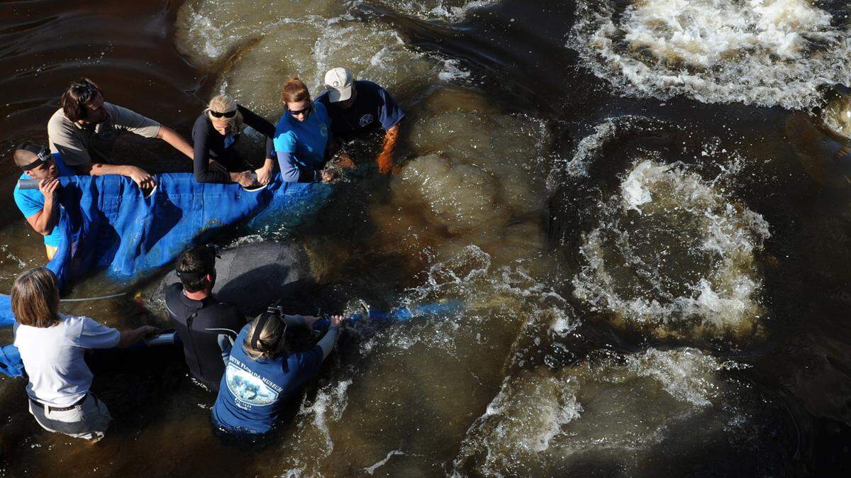 A team of volunteers and staff with the South Florida Museum, Sea Shore Alliance and Myakka State Park are surrounded by an explosion of water from manatees as they release Myakklemore the manatee into the water Friday at the Manatee Viewing Center at Big Bend Power Station in Apollo Beach. 
 GRANT JEFFERIES/Bradenton Herald