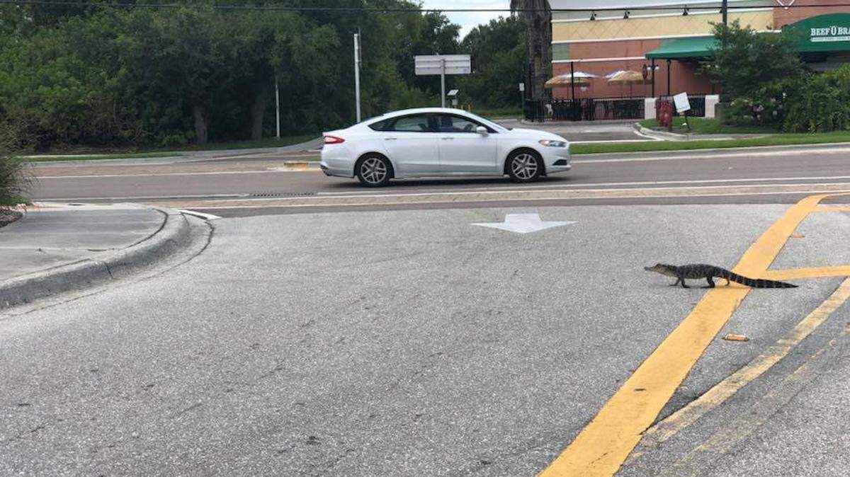 A social media user captured a small alligator crossing the road near the Publix at the Heron Creek Towne Center in North Port.