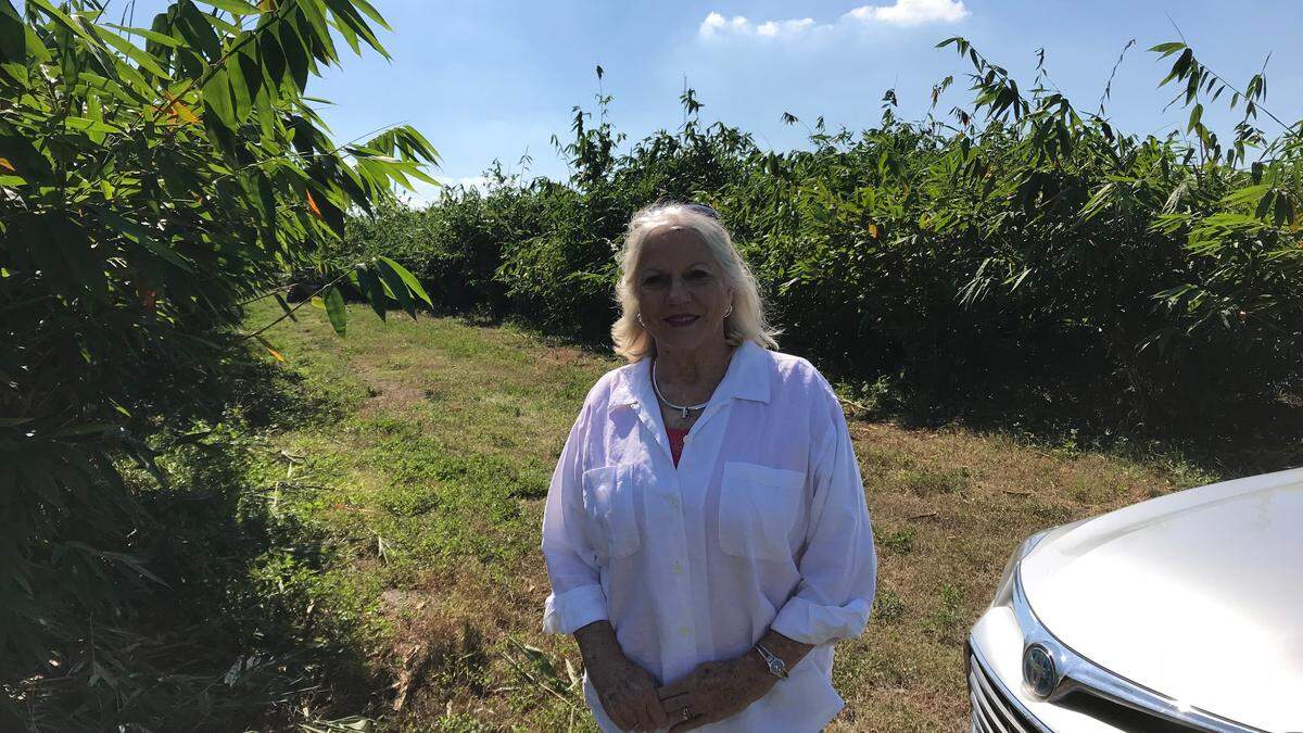 Asper bamboo, which was planted two years ago, towers over Janet Mixon at Mixon Fruit Farms. A spring harvest of young shoots is planned.