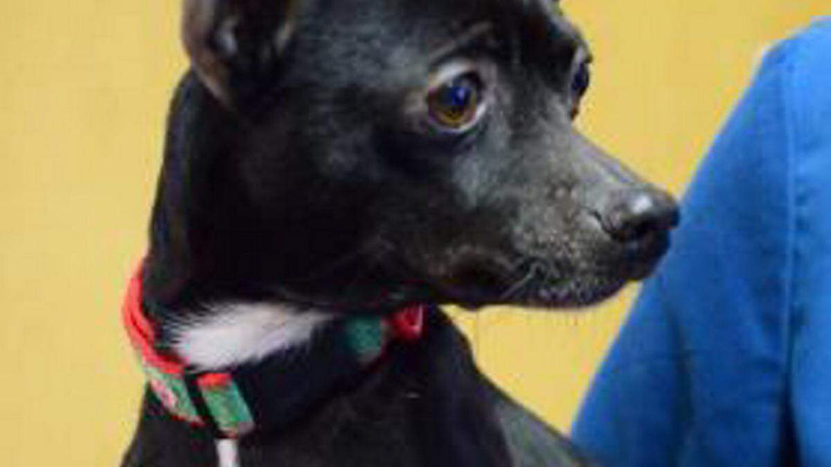 Mariposa, a female Chihuahua, was seized by Bradenton Police Department and her owners face animal cruelty charges. She has since been adopted from the Humane Society of Manatee County. 
 PHOTO PROVIDED