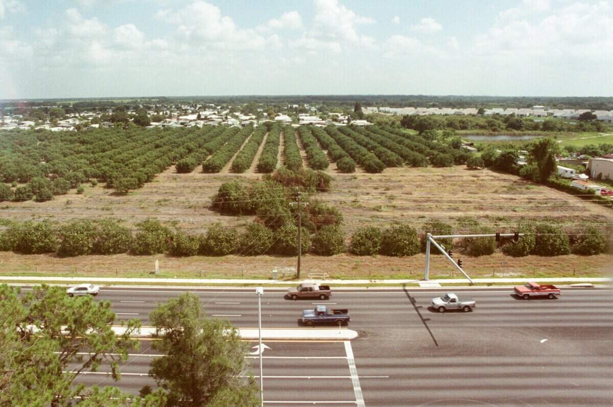 One of Mixon’s citrus groves seen across S.R. 70 is losing a great amount of trees to the bulldozer thanks to citrus canker in 2000.