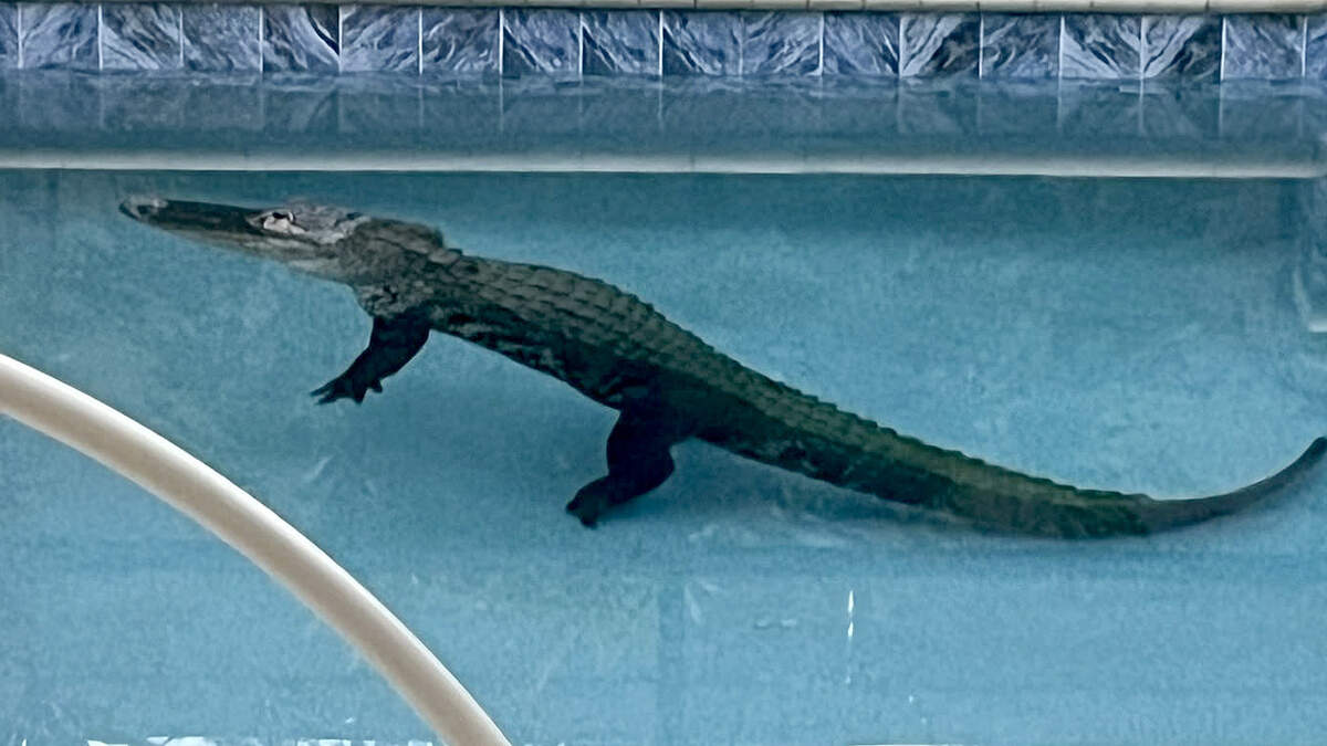 A Venice homeowner discovered a more than 9-foot-long alligator in his pool on July 14, 2026.