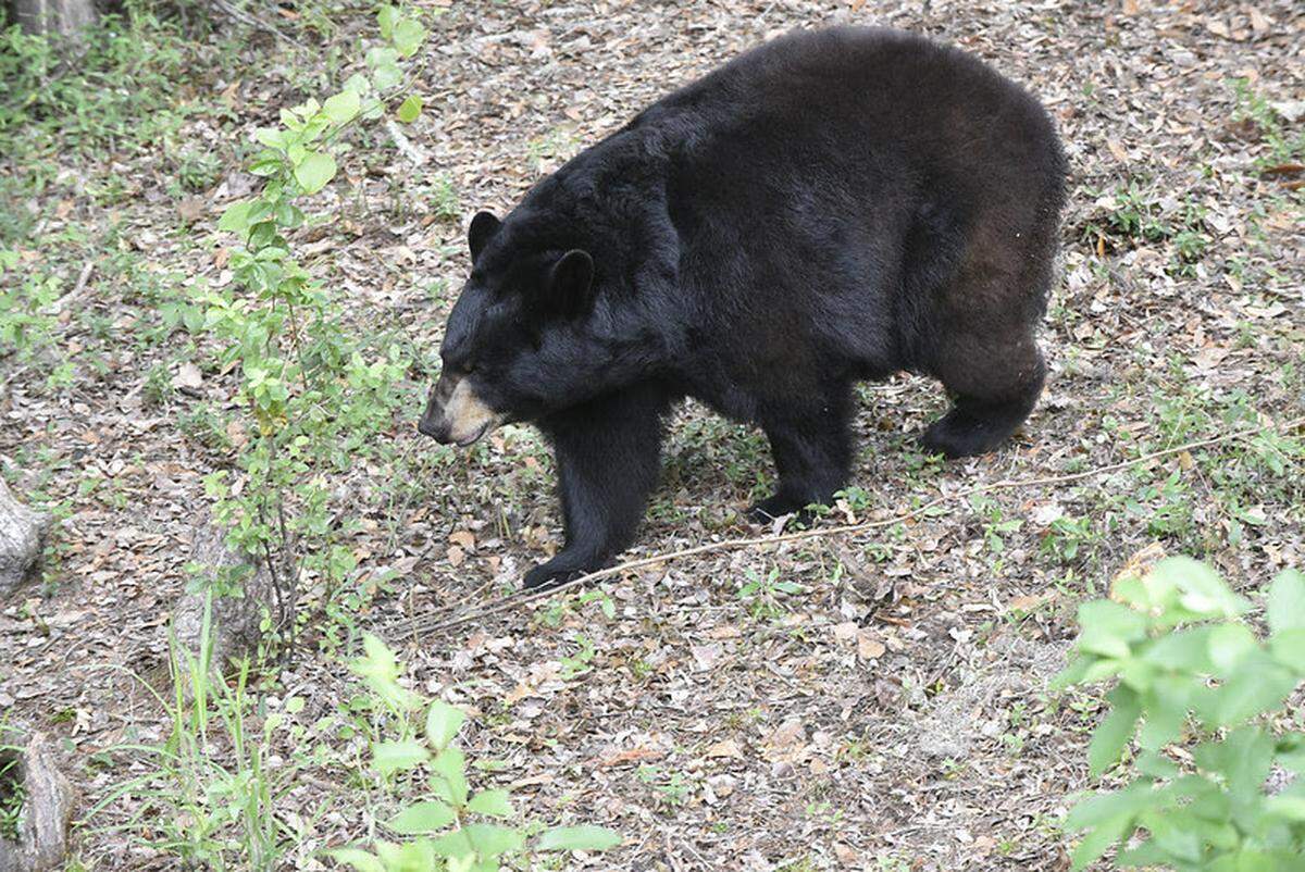 The Florida black bear spends the spring teaching its cubs how to hunt for food and other survival skills.