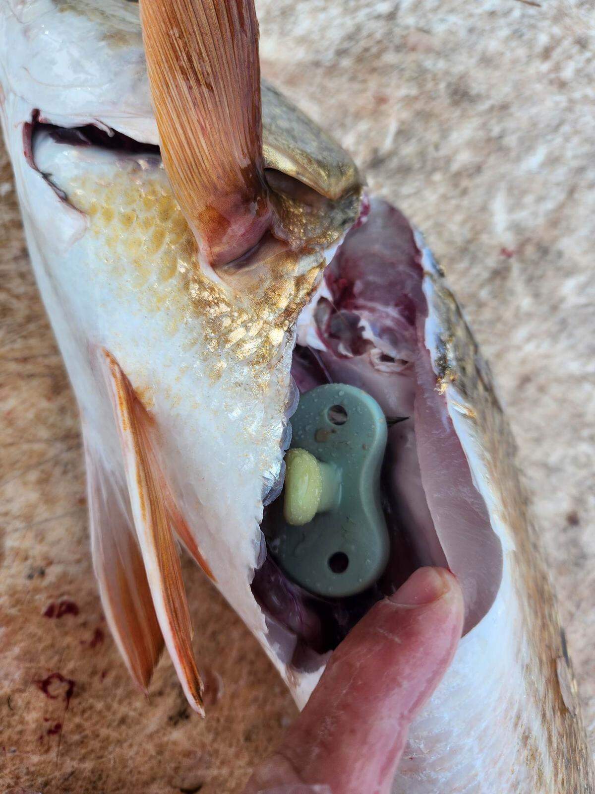 Ryan Killoran shows the pacifier in a redfish he caught in the Manatee River.