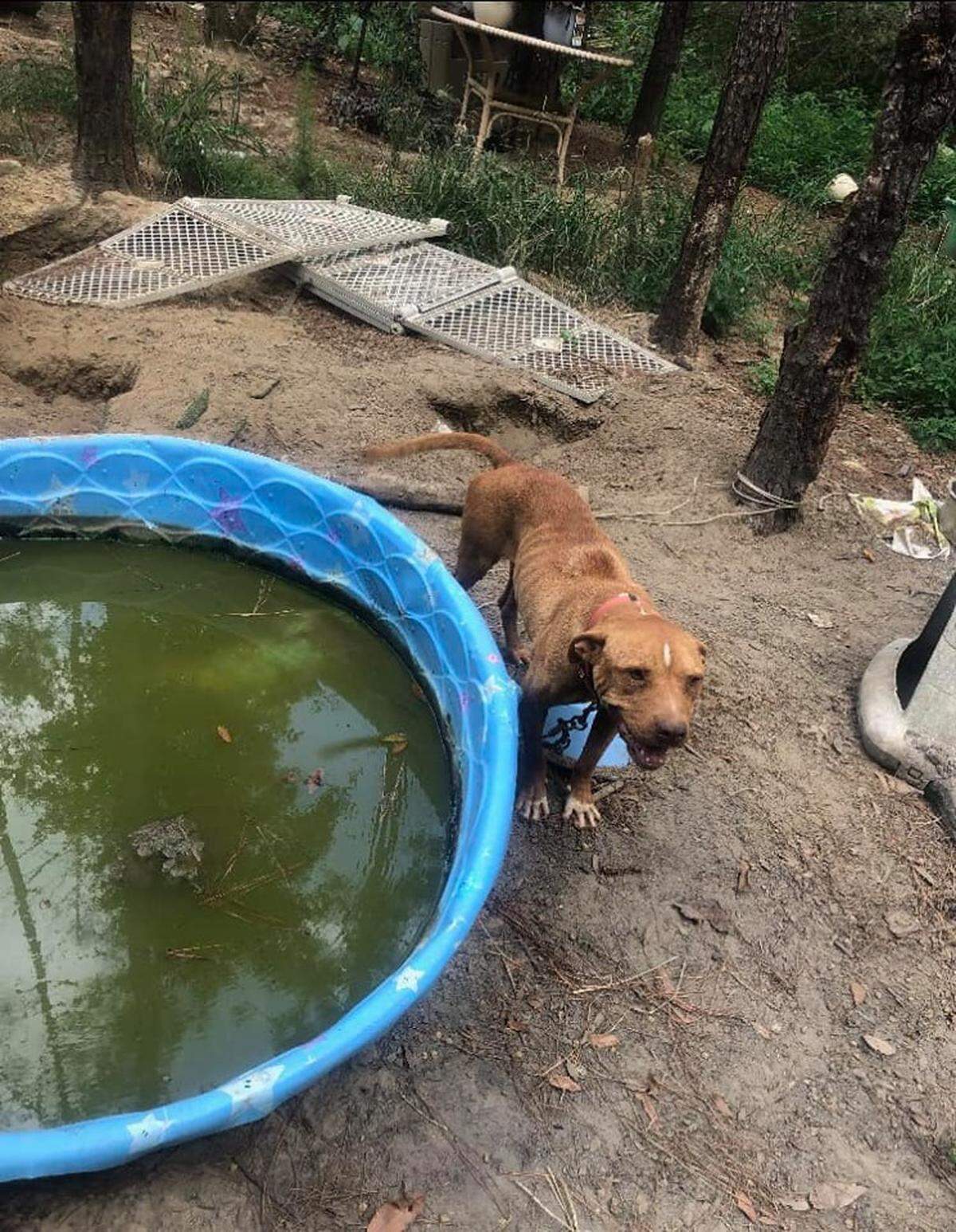 Many of the dogs were chained to trees and the ones that did have access to “water,” were better suited not to drink it.