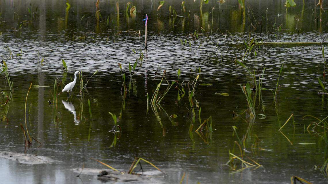 45 acres of wetlands are under construction as plans for phase one of Bradenton’s Lake Flores project.
