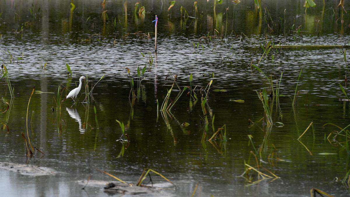 45 acres of wetlands are under construction as plans for phase one of Bradenton’s Lake Flores project have been submitted to Manatee County by new owners, though construction is not expected for a year.
