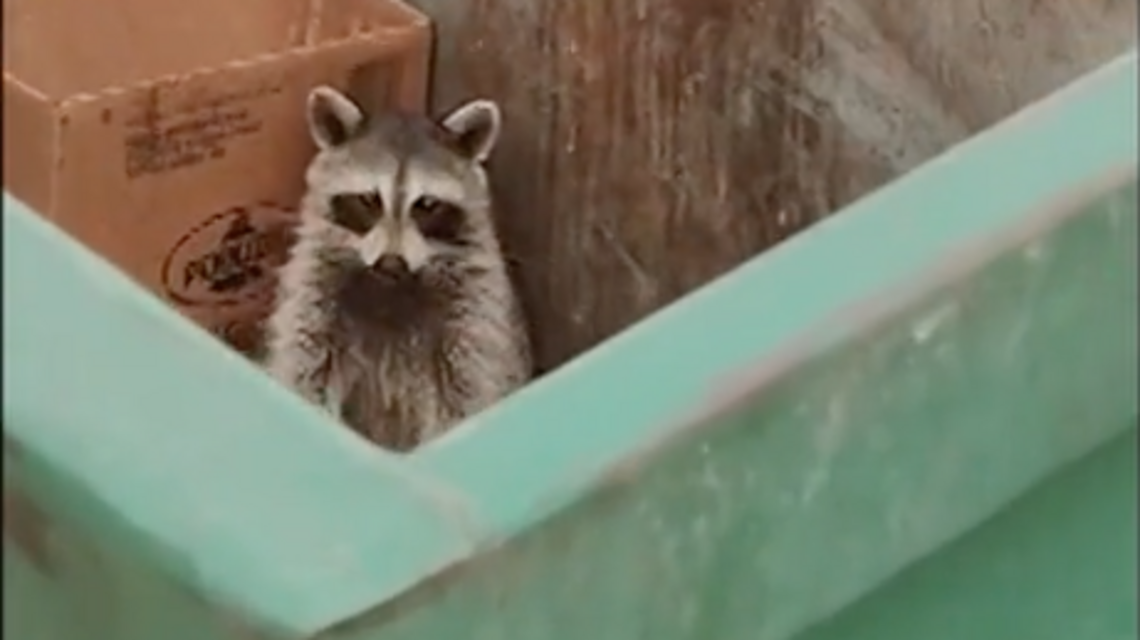 Sarasota woman, dad arrested after Snapchat video of raccoon being burned alive goes viral
