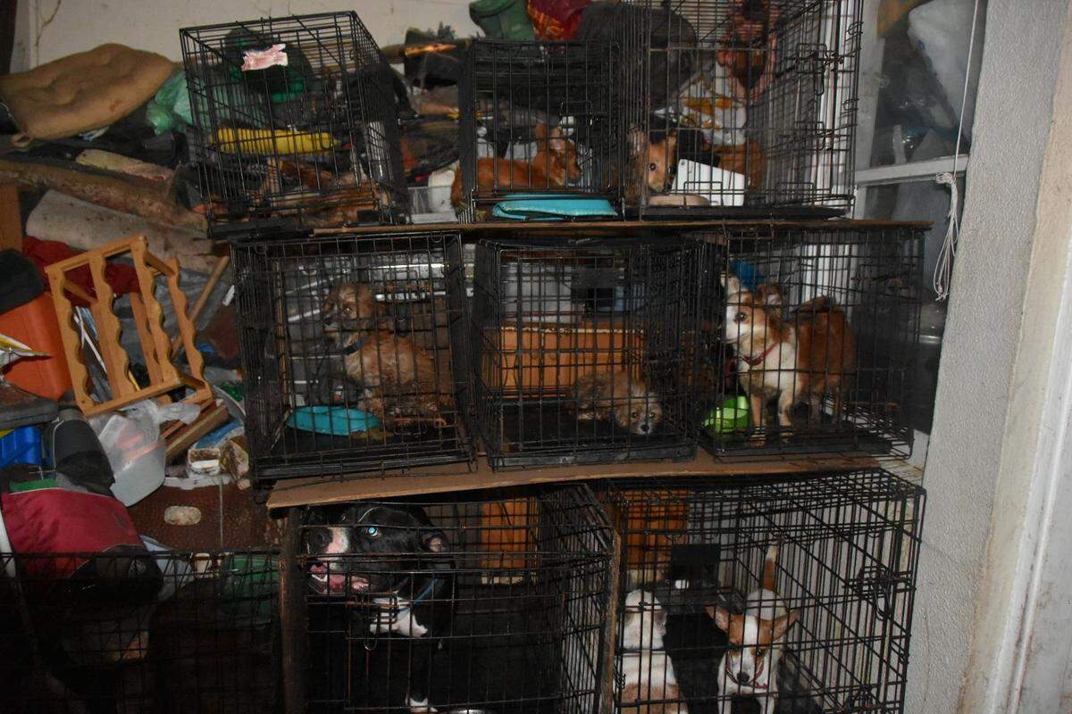 Bradenton police officers found 14 dogs stacked in cages while responding to a home on Saturday, May 7, 2022.