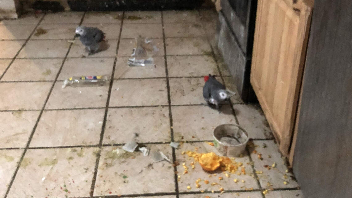 Venice woman charged with animal cruelty, birds taken from home ...