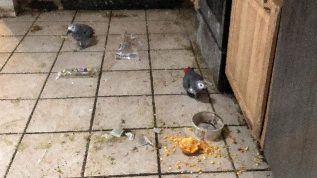 A Venice woman is facing animal cruelty charges after investigators removed more than 30 birds and a dog from her home, according to the Sarasota County Sheriff’s Office.