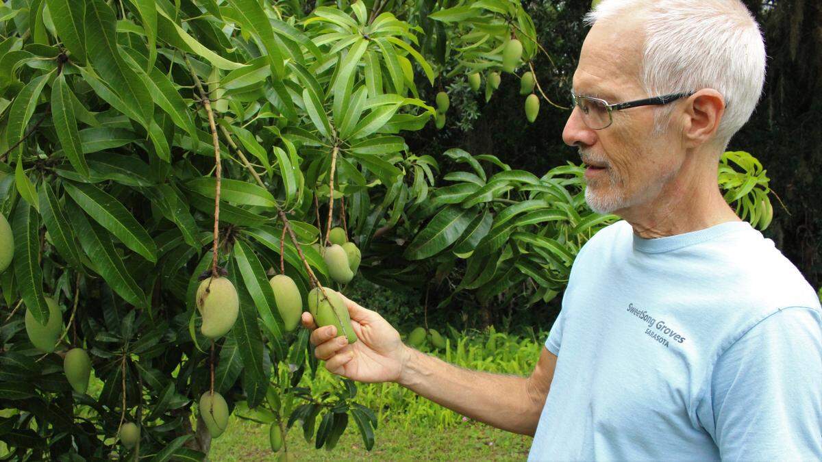 Darryl McCullough checks the fruit on a Manilalita mango tree. He is treasurer of the Manatee Rare Fruit Council.