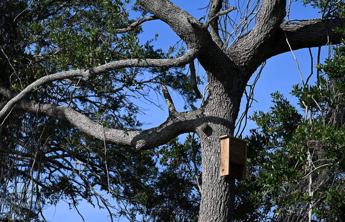The new Connor Park in Palmetto is officially open. The park features two bat houses, one in the tree shown here. The land was a brownfield remediation, and now provides filtering of runoff water in the area.