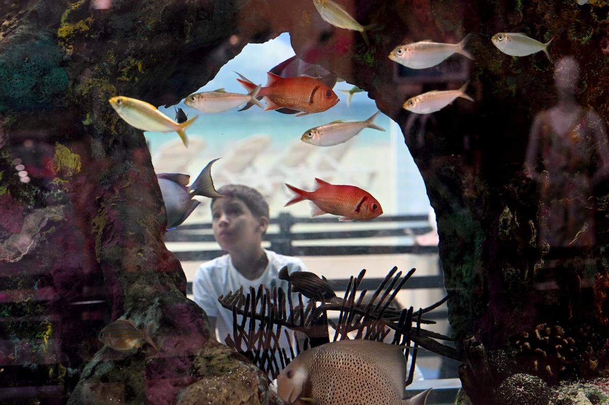 A child watches fish swim in a large aquarium on the second floor of the Sarasota Bradenton International Airport, Sept. 25, 2023.