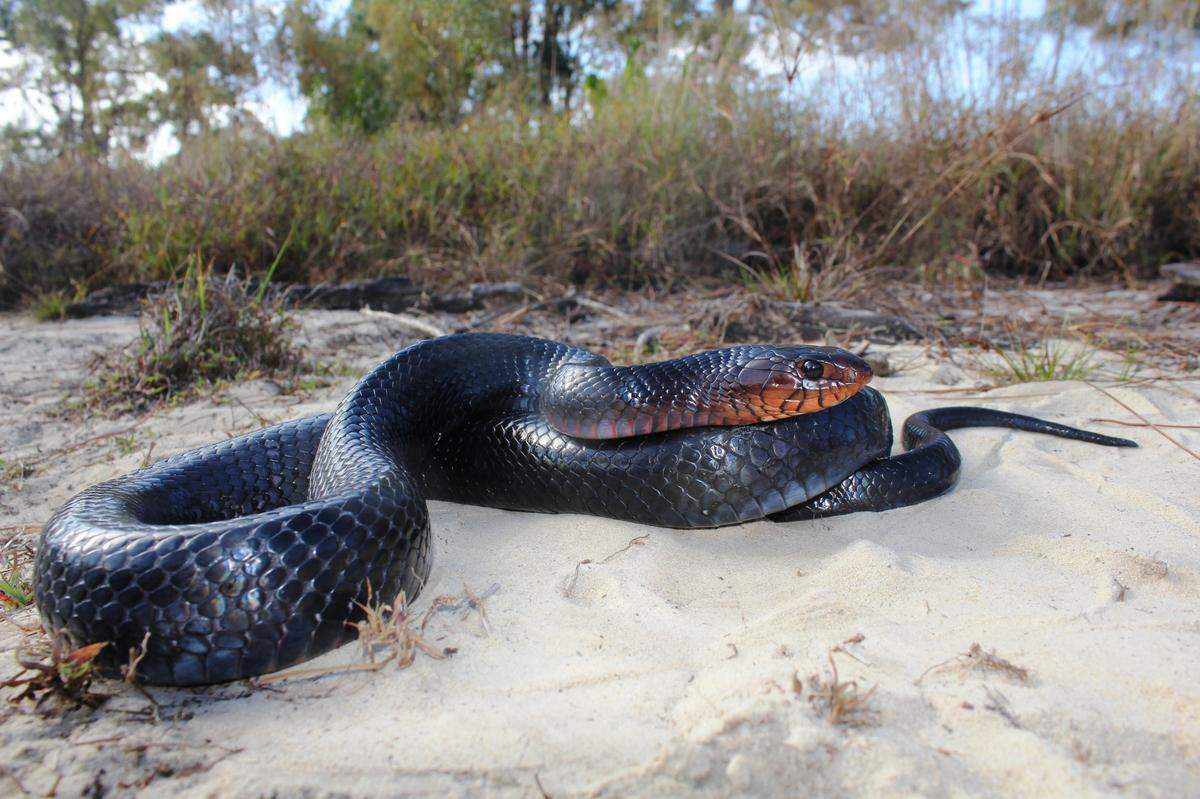 The eastern indigo snake is among rare and threatened animals whose habitat is protected by nature preserves in East Manatee County.