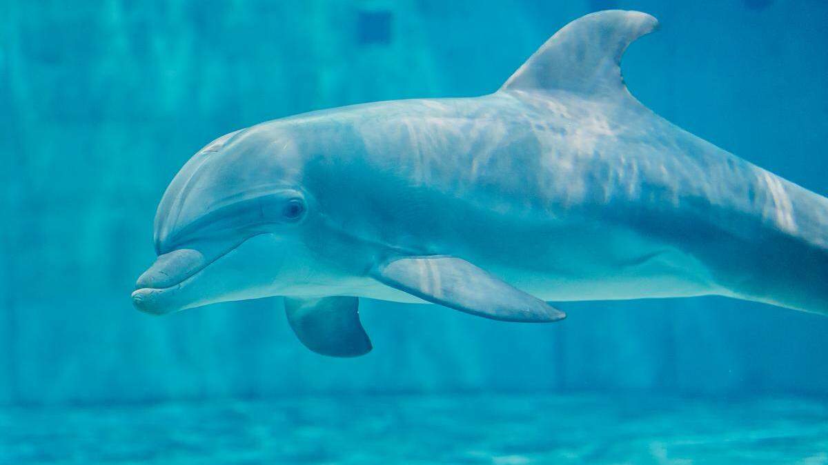 Four-year-old bottlenose dolphin Apollo died at the Clearwater Marine Aquarium on June 12, 2023, after being found sick and stranded in Playalinda in May 2021.
